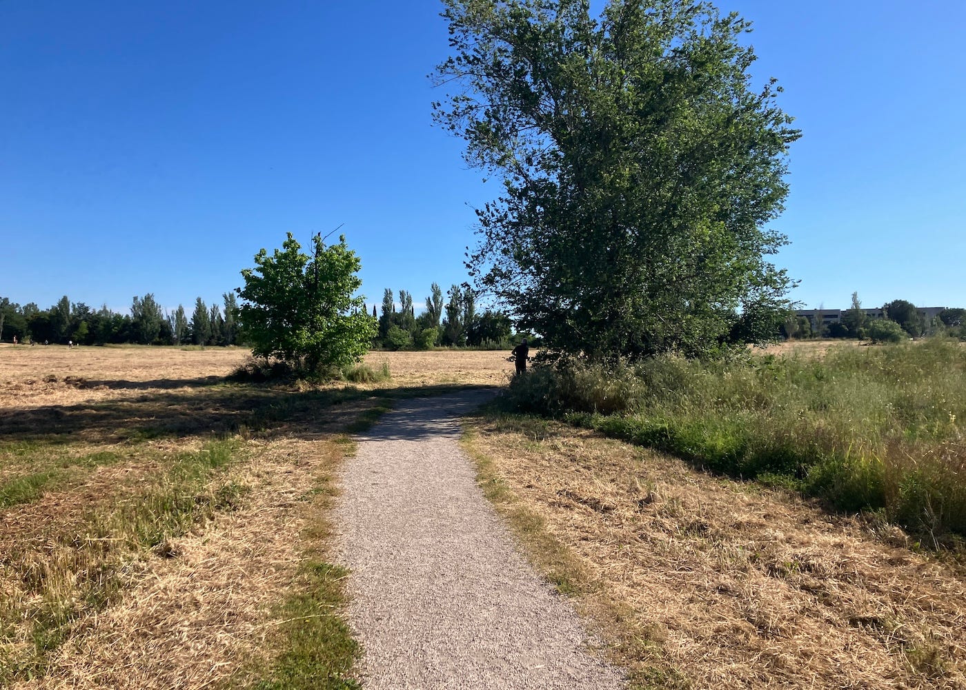 A gravelly path bordered by mostly-brown grass and sparse trees