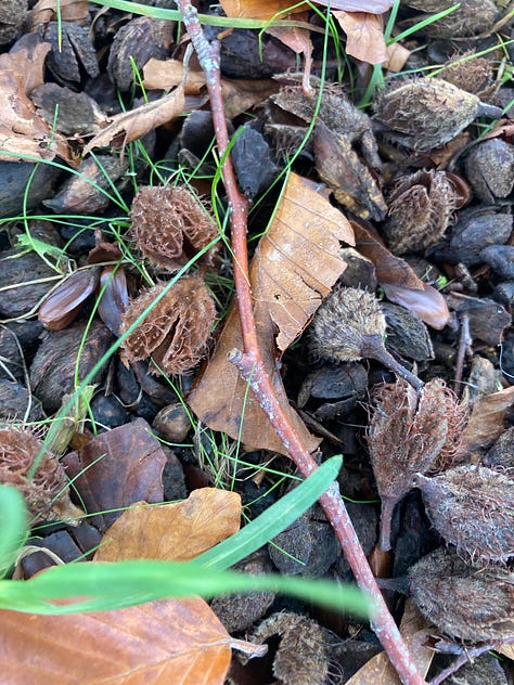 Rosehips, beech nut shells, mushrooms growing in a woodland, a tree with two yellow leaves and two bullaces hanging from otherwise bare branches.