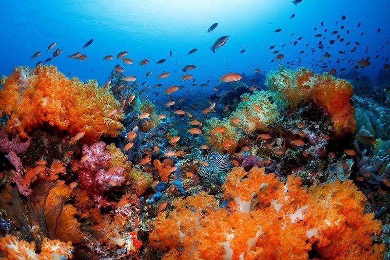 Colorful coral formations at Tatawa Besar in Komodo National Park, Indonesia, surrounded by tropical reef fish. Colorful coral formations at Tatawa Besar in Komodo National Park, Indonesia, surrounded by tropical reef fish.