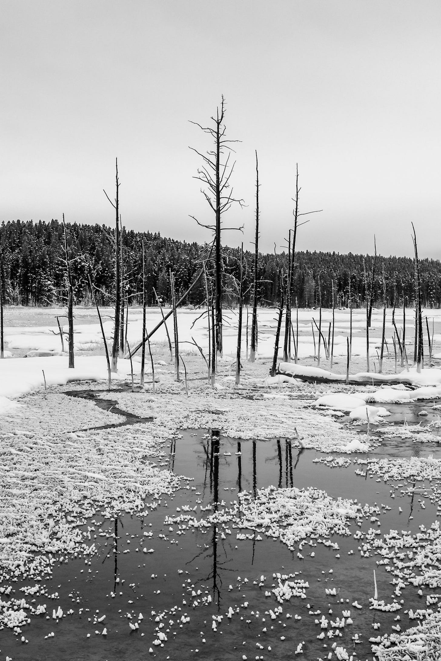 Winter In Yellowstone National Park © Jennifer Carr Photography-7.jpg