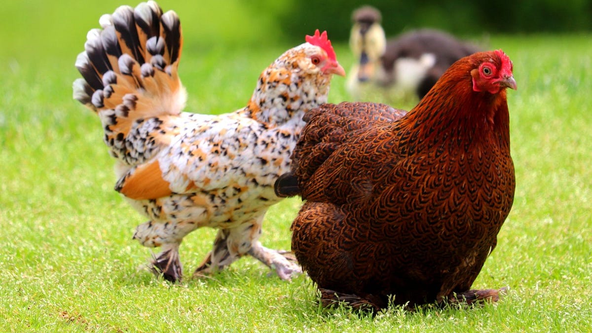 Can BackYard Chickens Make You $100k A Year?