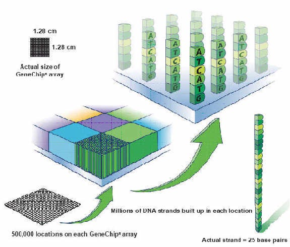Manifold Bio: Barcoded Biologics - by Elliot Hershberg