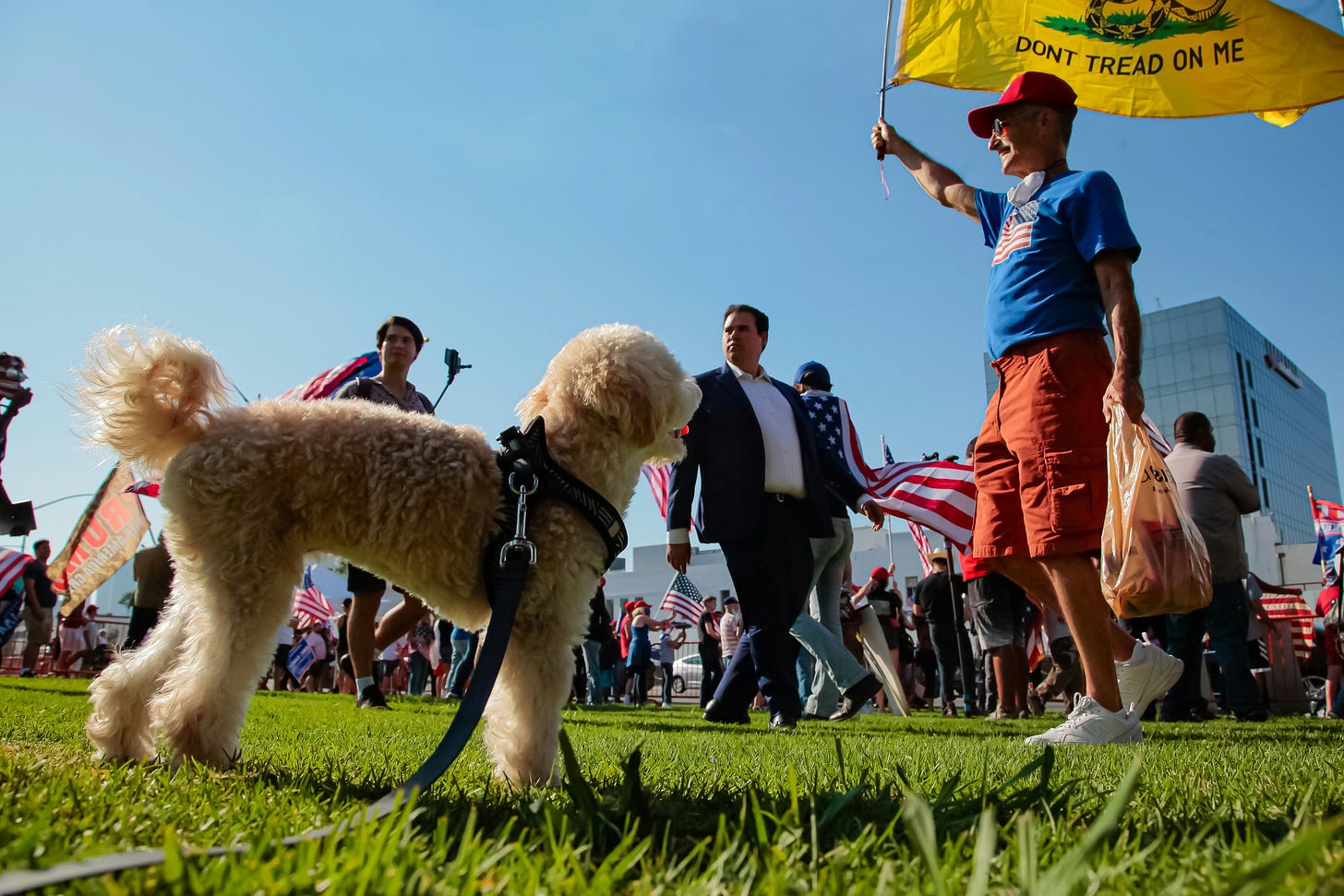 A dog on a leash and a person holding a flag

AI-generated content may be incorrect.