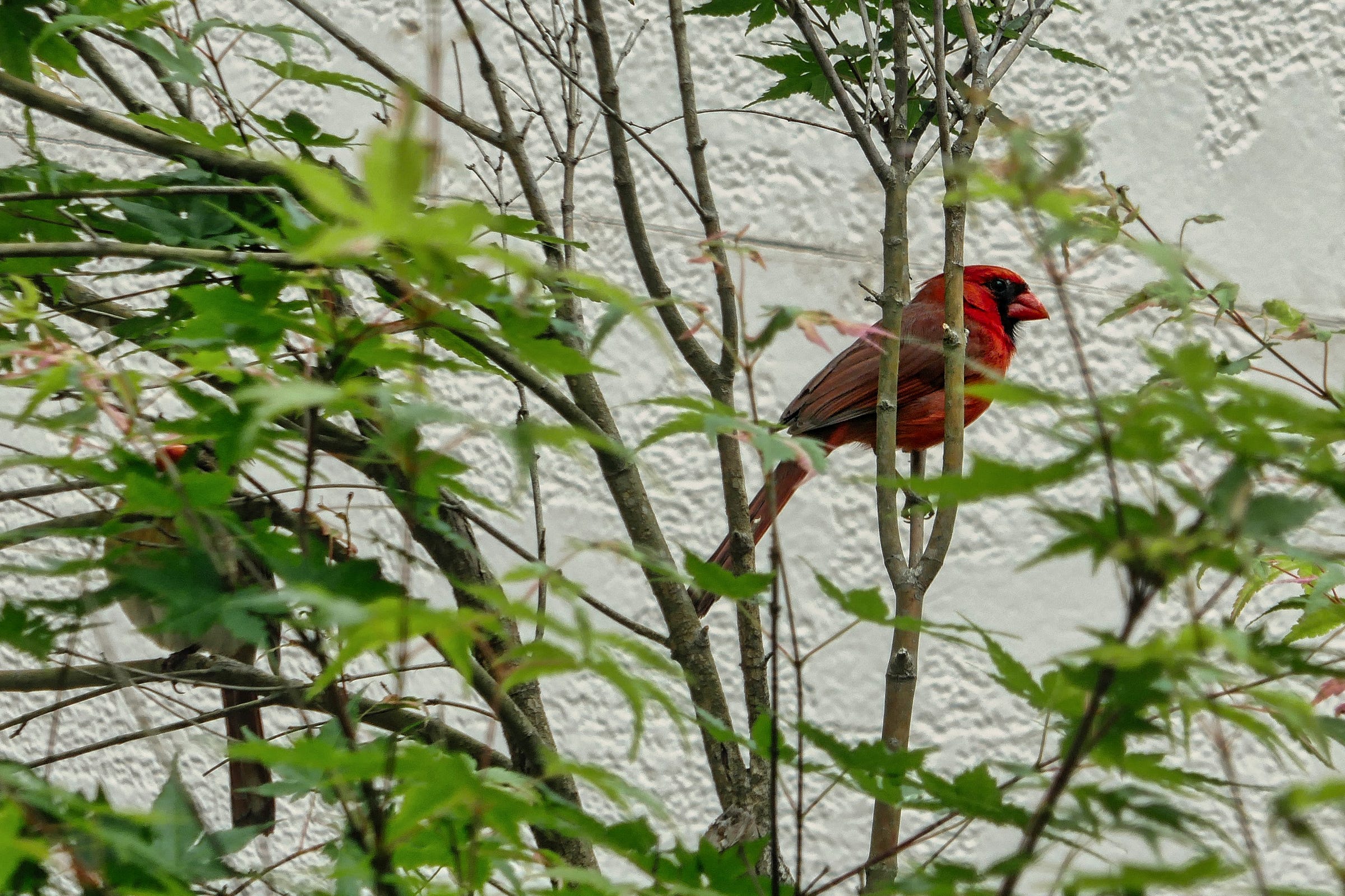 Waiting to Sing © Kathryn LeRoy A vibrant red cardinal perched among green leaves, partially hidden by branches against a textured white wall backdrop.