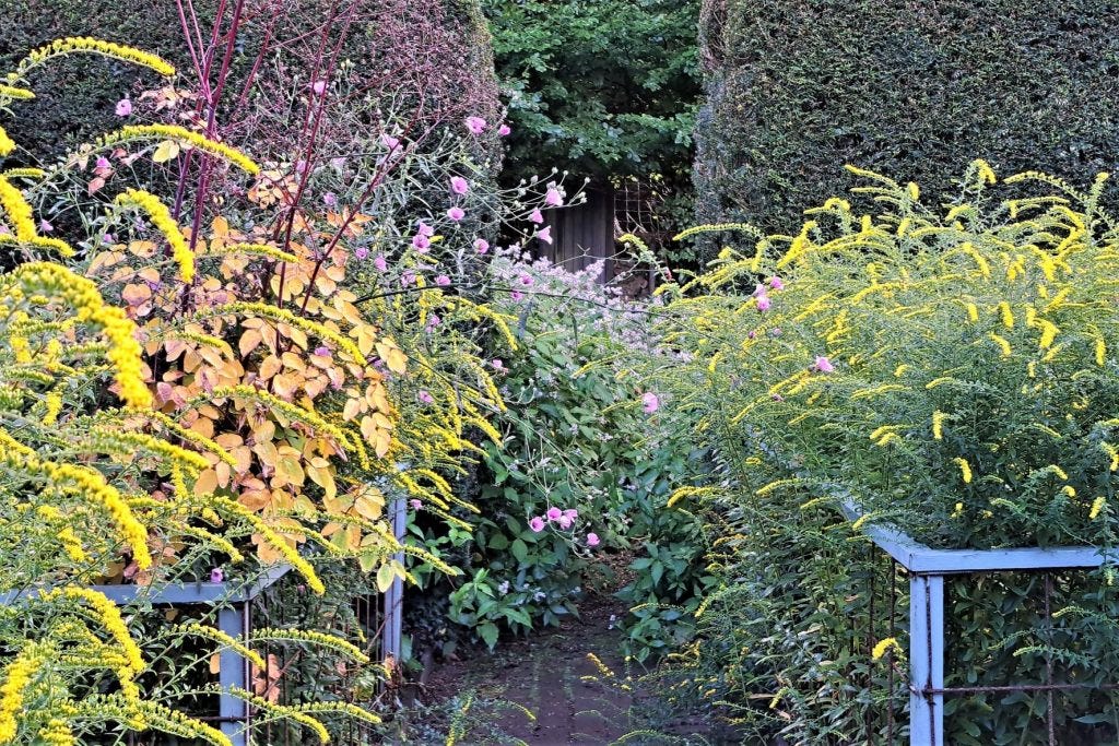 Cornfield Garden at Veddw copyright Anne Wareham