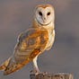 Barn Owl Analyst's avatar