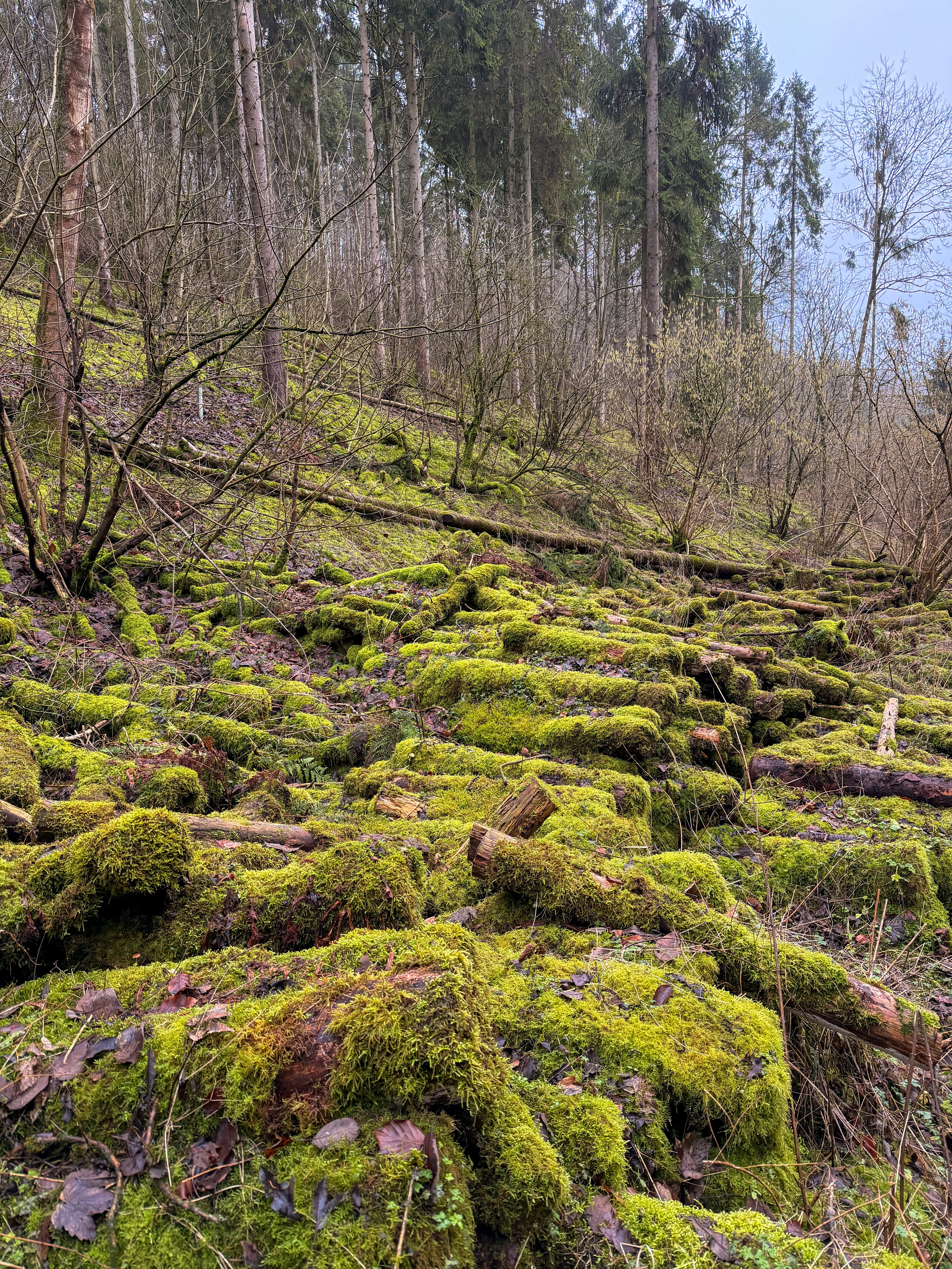 The gift of Imbolc - The Writer's Walk