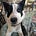 Henry the Bear Dog's avatar