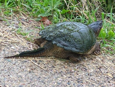 New pullets on-site, lumber logistics and milling, a snapping turtle, and more