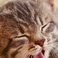 kitten seeking answers's avatar
