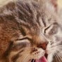 kitten seeking answers's avatar