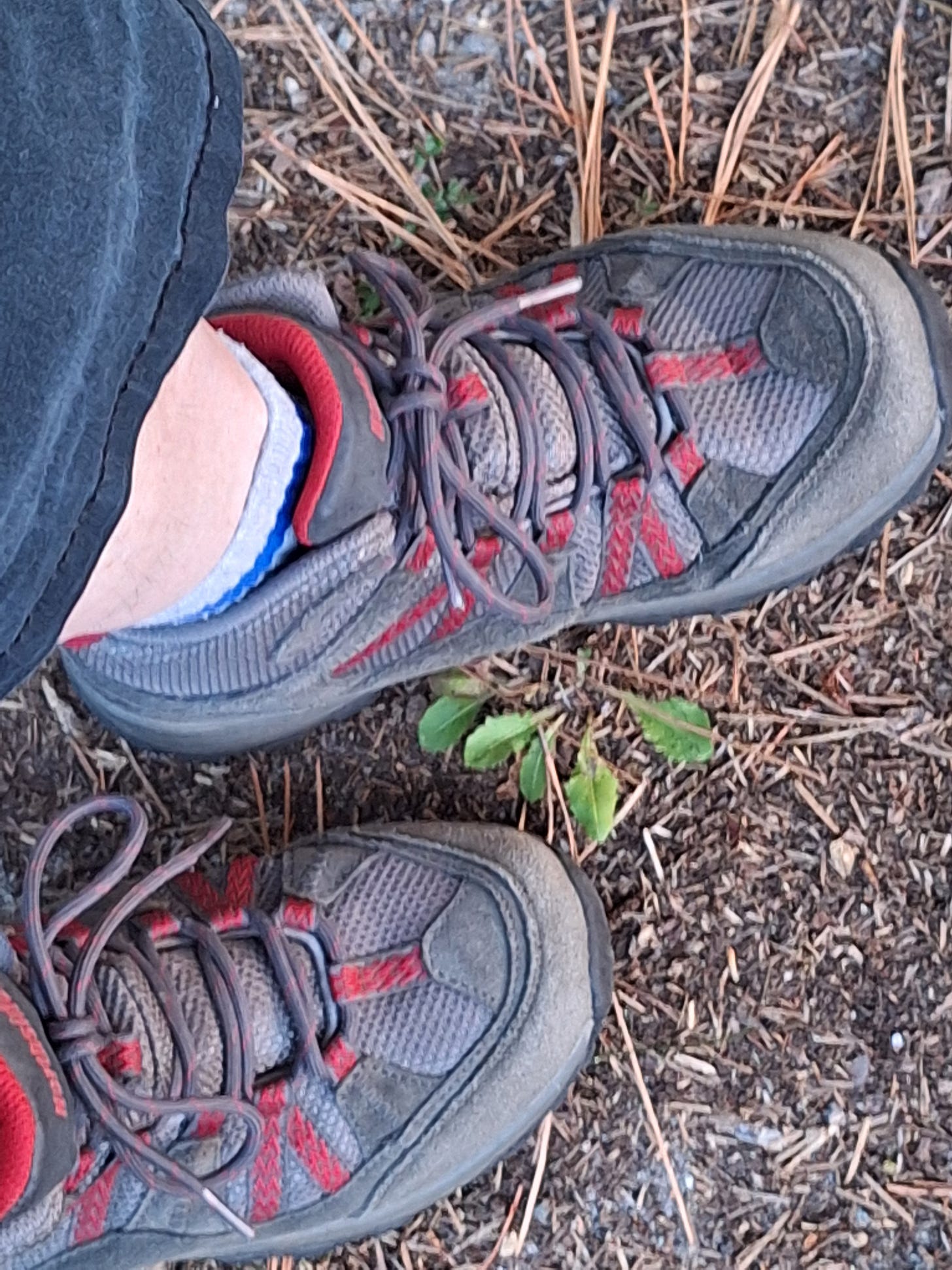 A pair of worn hiking shoes standing still on a pine-needle-covered path, pausing in awareness. A pair of worn hiking shoes standing still on a pine-needle-covered path, pausing in awareness.