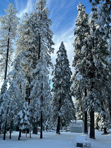 various images of snowy mountains and snow-blasted western junipers