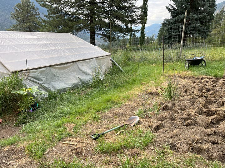 areas of garden with turned over grass clumps