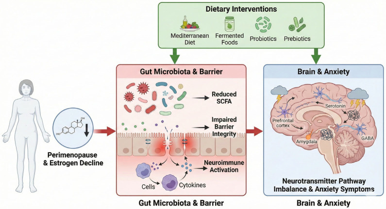 Illustration of the gut-brain axis showing the bidirectional connection between the nervous system, microbiome, stress response, and digestion.