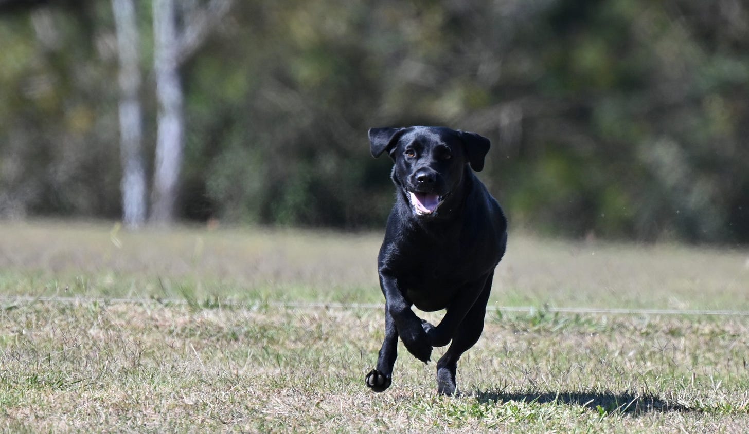 i live with 'Vallie the black lab' full of love