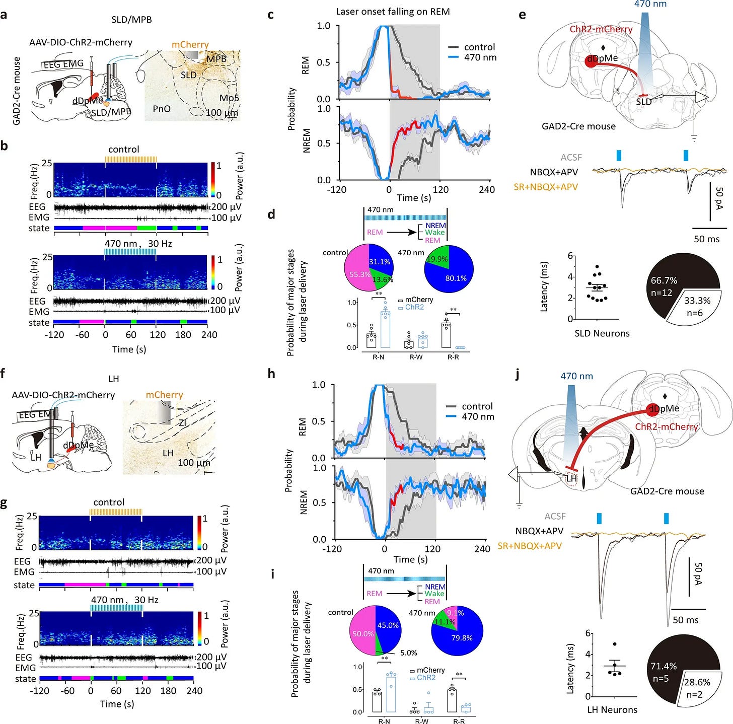 Activation of GABAergic neurons suppresses REM sleep and promotes REM-to-NREM transitions in mice, demonstrating GABA's role as a brake on REM entry.. stay asleep longer than 5–6 hours