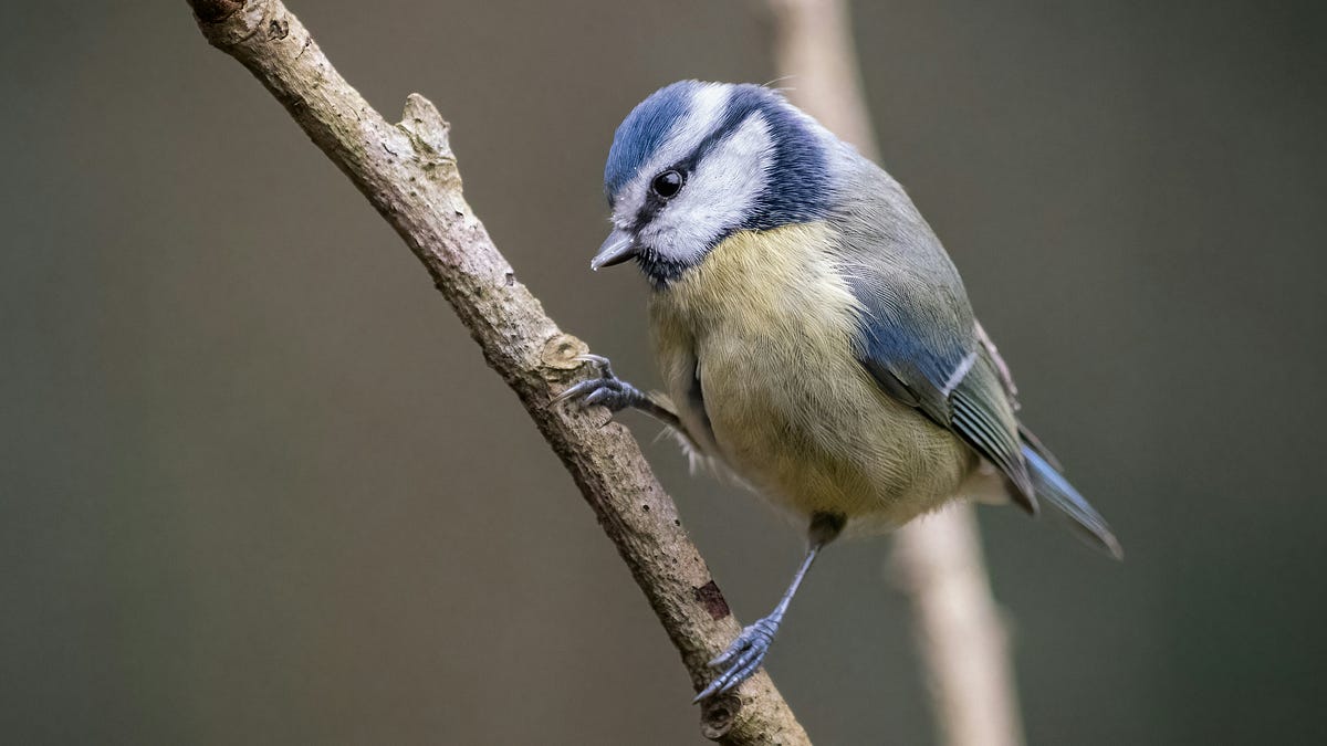 Keeping cool helps birds raise bigger chicks