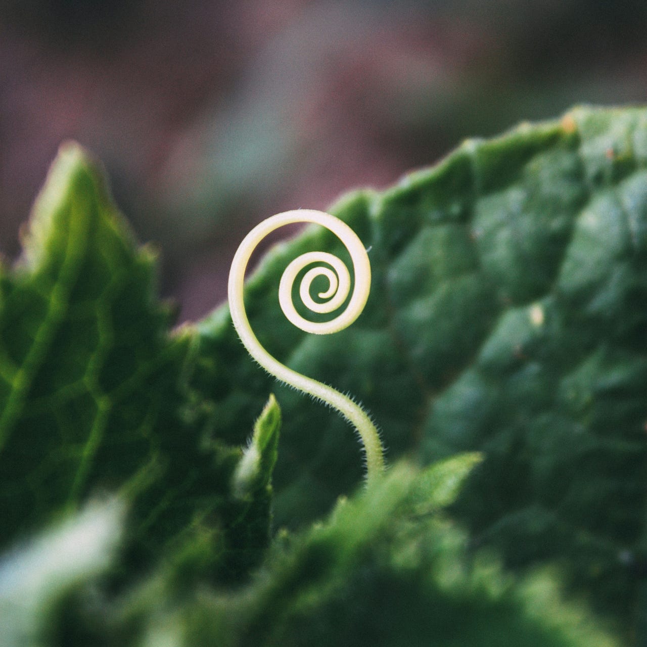 Fēnix Grace: Of Water and Light