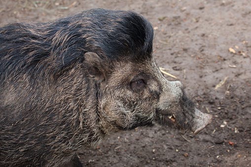 Maiale Cinghiale Dalle Verruche Delle Visayas - Fotografie stock e altre  immagini di Animale - iStock