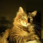 Cat's avatar