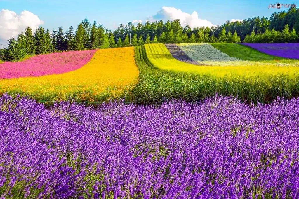 Campos de flores de Furano