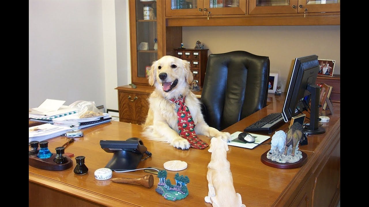 Why We Should Bring Our Dogs To Work - YouTube Why We Should Bring Our Dogs To Work - YouTube