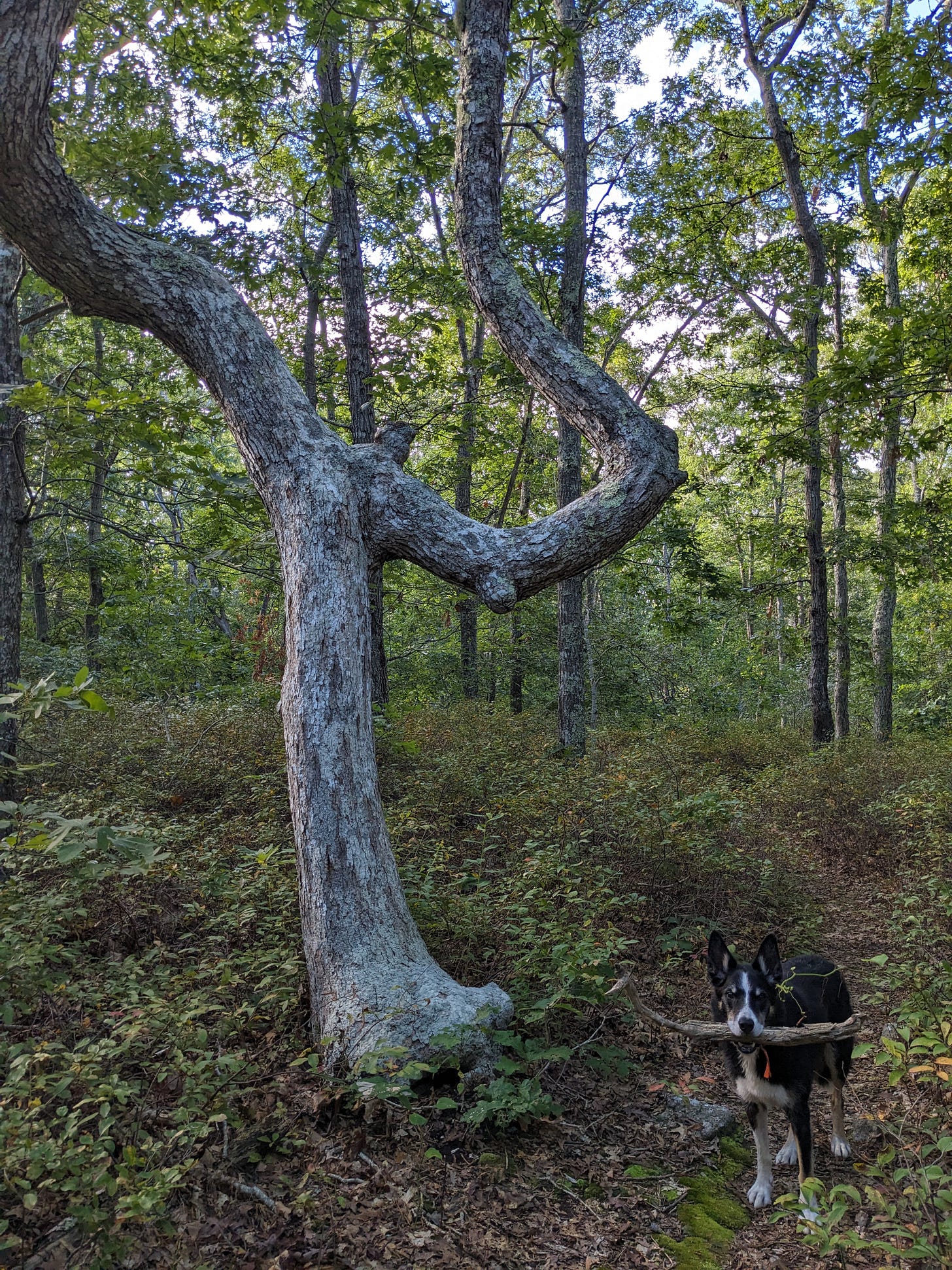 Dog with a stick in his mouth standing next to a tree that forks into two equally sized crooked branches Dog with a stick in his mouth standing next to a tree that forks into two equally sized crooked branches