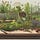 My Laboratory Garden