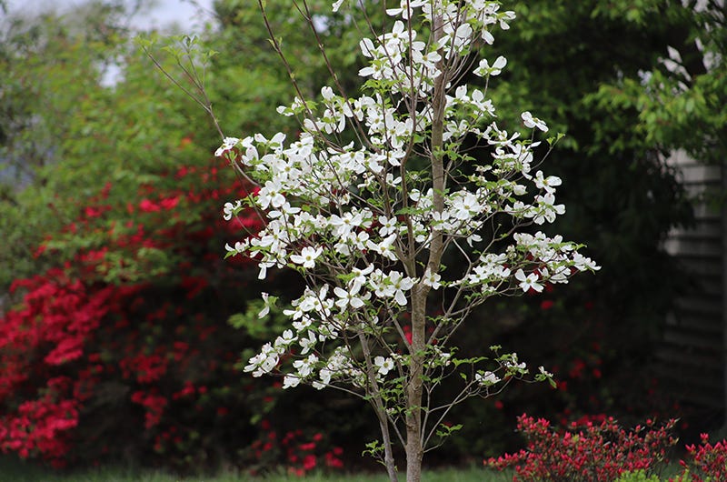 Appalachian Spring dogwood, Sixburnersue