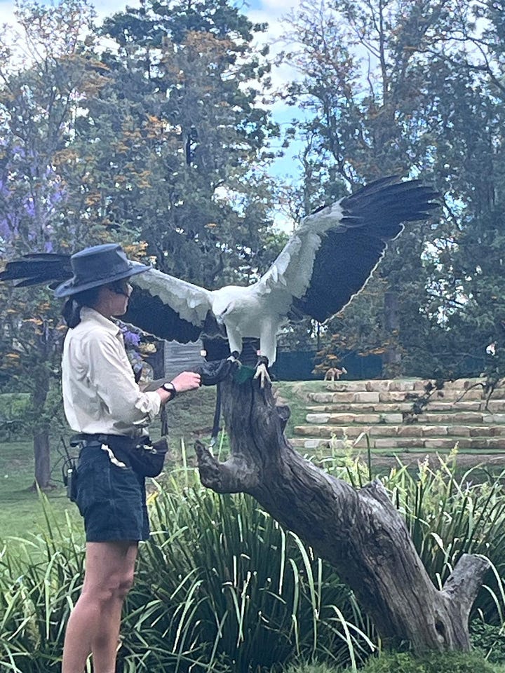 A selection of photos depicting our time visiting Lone Pine - including a photo with the Koala statue, feeding kangaroos, and watching the birds of prey show. 