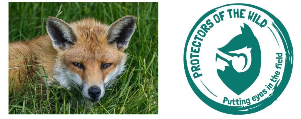 Protectors of the Wild Foxes and the Law Protectors of the Wild Foxes and the Law