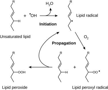 Lipid Peroxide - an overview | ScienceDirect Topics