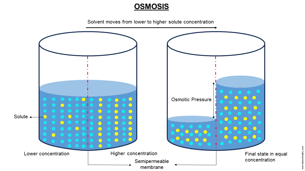 Osmosis - Definition, Diagram, Applications and FAQ