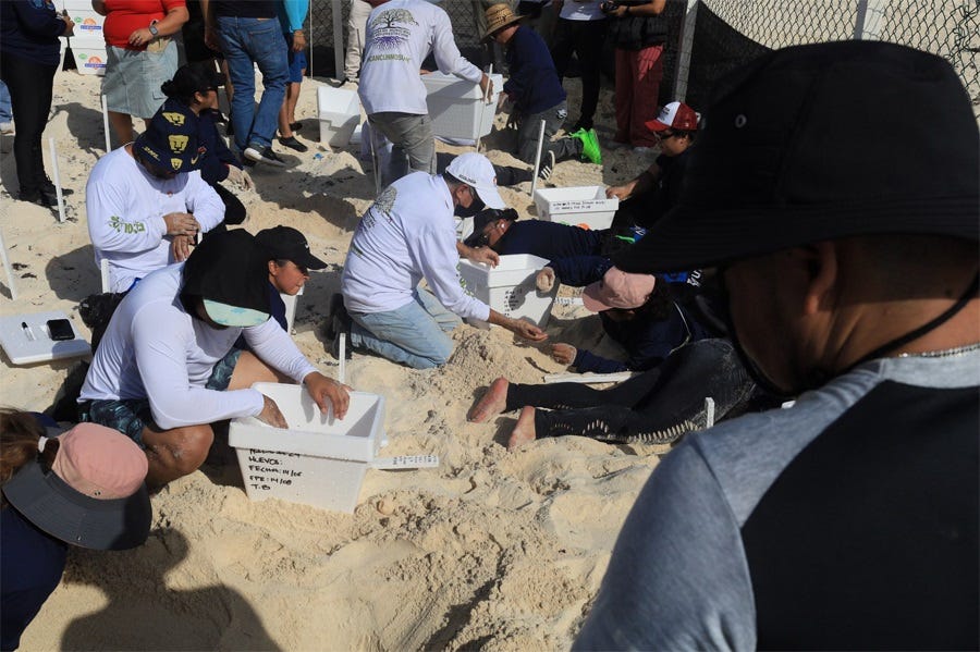 A scene of workers moving turtle eggs from nests to coolers, with location information written on the coolers and on wooden stakes marking the  nests