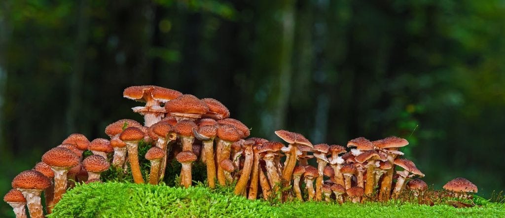 A field of brownish mushrooms growing on a bright green grassy area A field of brownish mushrooms growing on a bright green grassy area