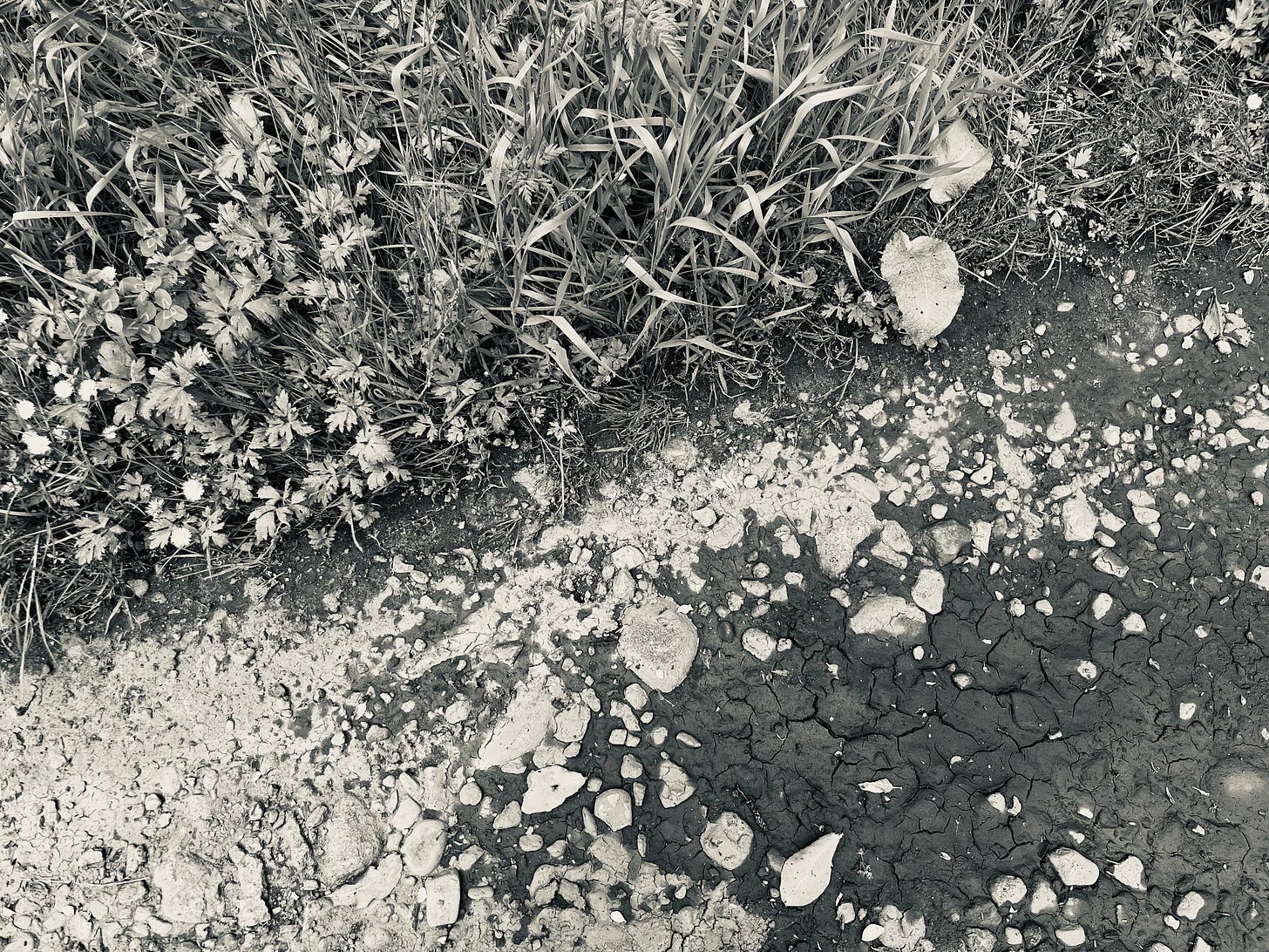 A black and white view of the edge of the carriage drive picks up the contrasting lines and shapes of daisies, clover, buttercups and grasses offset against pale stone and dark cracked mud in a drying puddle