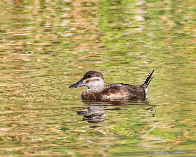 20250922-Sewailo-287-Edit.jpg 20250922-Sewailo-287-Edit.jpg