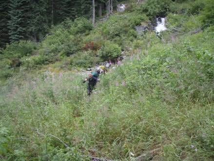Two women carrying heavy packs use hiking poles to cross an avalanche chute. The women are surrounded by fireweed and brush taller than their heads, and a creek rushes behind them.