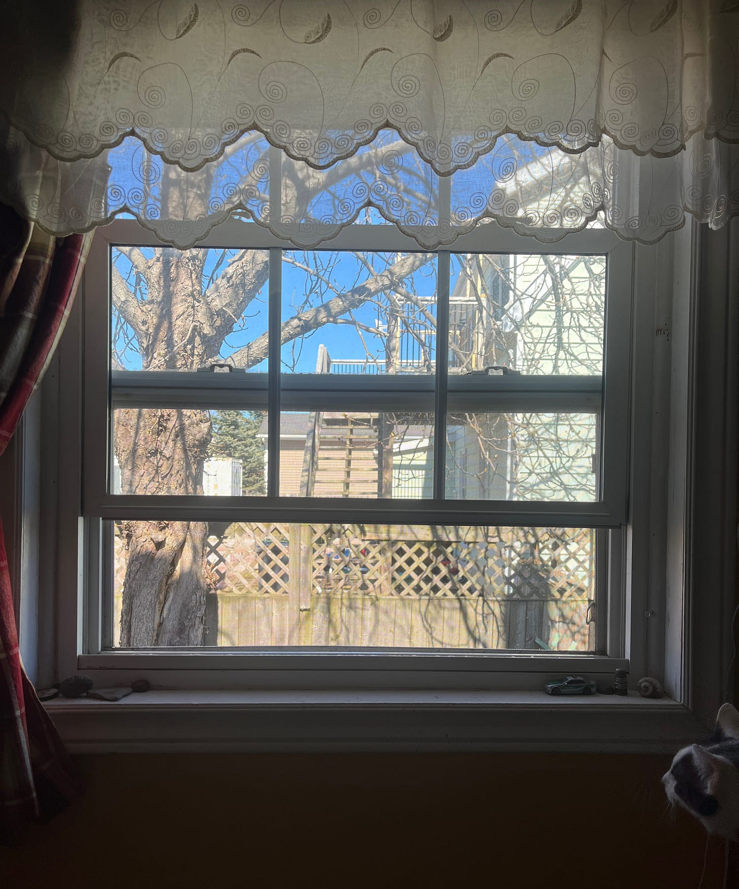 a view of our kitchen window. the window is open. our chestnut tree is visible in the distance. squeak the cat is peeking through the window in the lower corner. a view of our kitchen window. the window is open. our chestnut tree is visible in the distance. squeak the cat is peeking through the window in the lower corner.