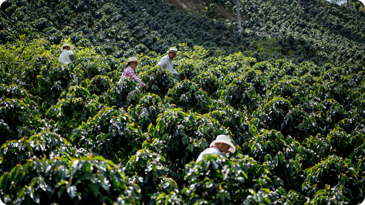 Laboreres harvesting coffee in field