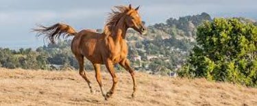 A horse running on a field

AI-generated content may be incorrect.