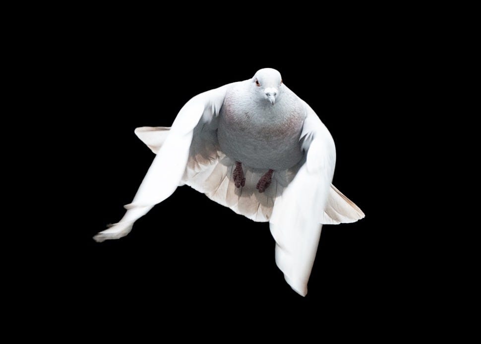 white and gray bird illustration