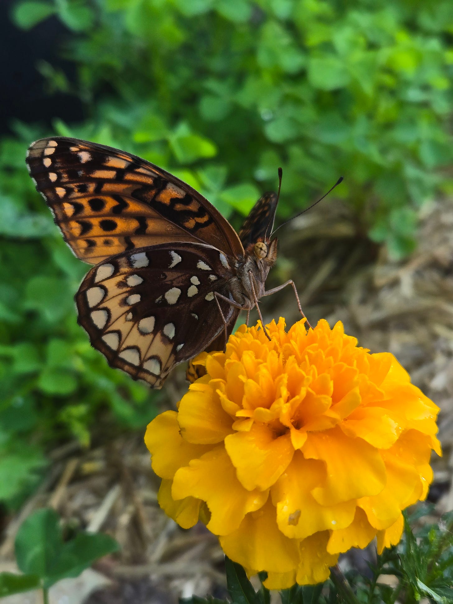 Zip, a female Great Spangled Fritillary butterfly.