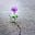 A Flower in Cement's avatar