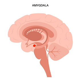 Redeeming The Amygdala.