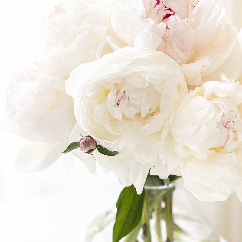 May be an image of peony