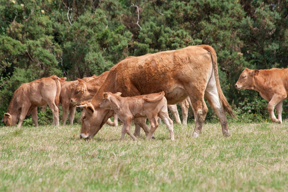 The image shows a group of cows, including a mother and her calf, grazing peacefully in a lush, green meadow.

AI-generated content may be incorrect.