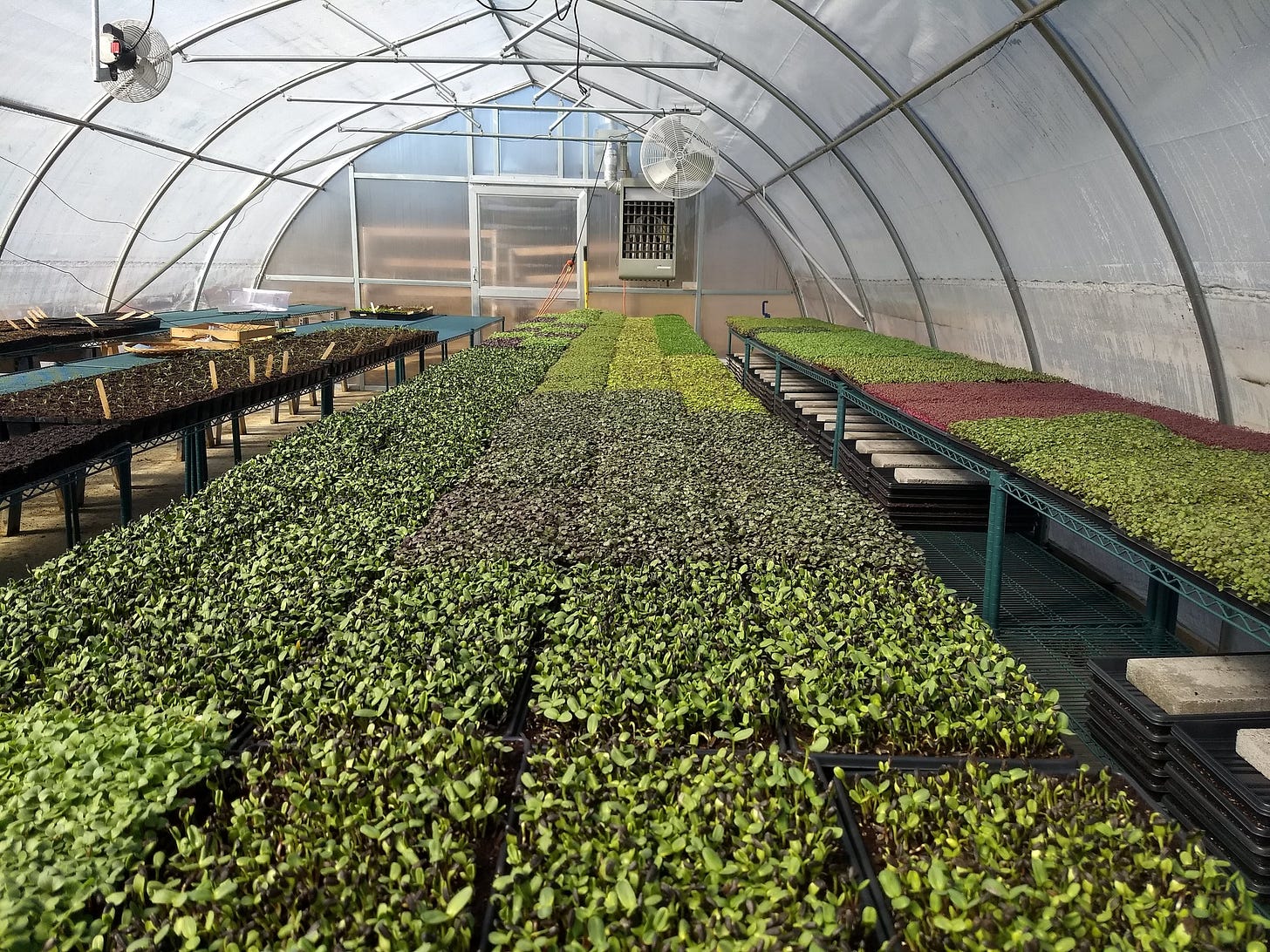  One of our larger greenhouses that we now use for seedlings and micros. 
