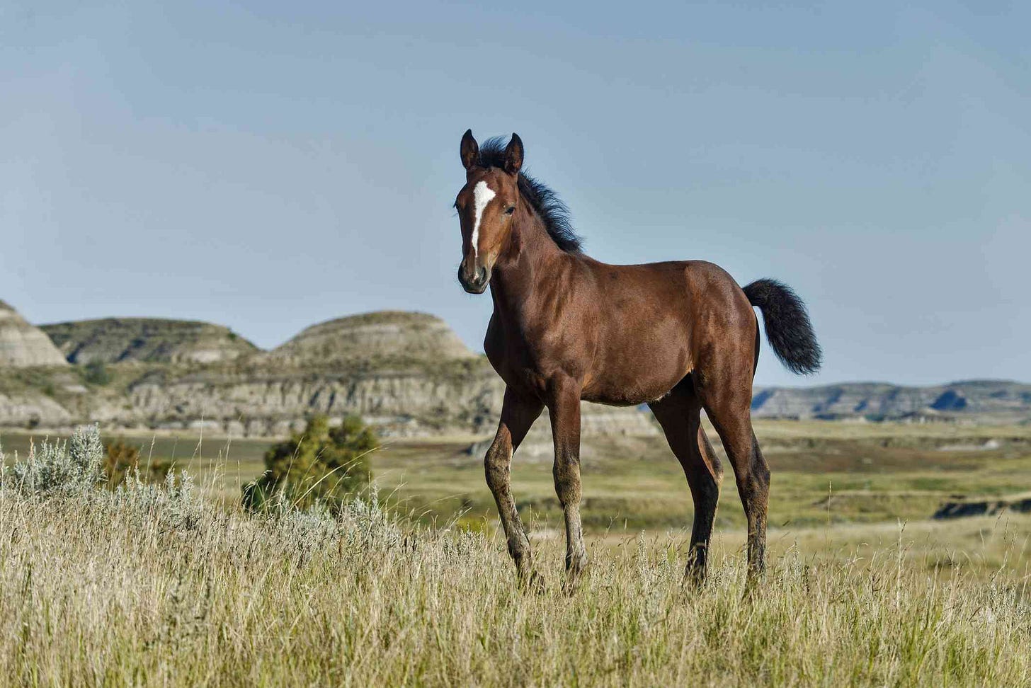 Mustang Horse Breed Profile Mustang Horse Breed Profile